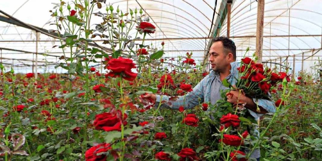 Fiyat farkı üreticiyi zorluyor! Serada 5 çiçekçide 100 TL 2